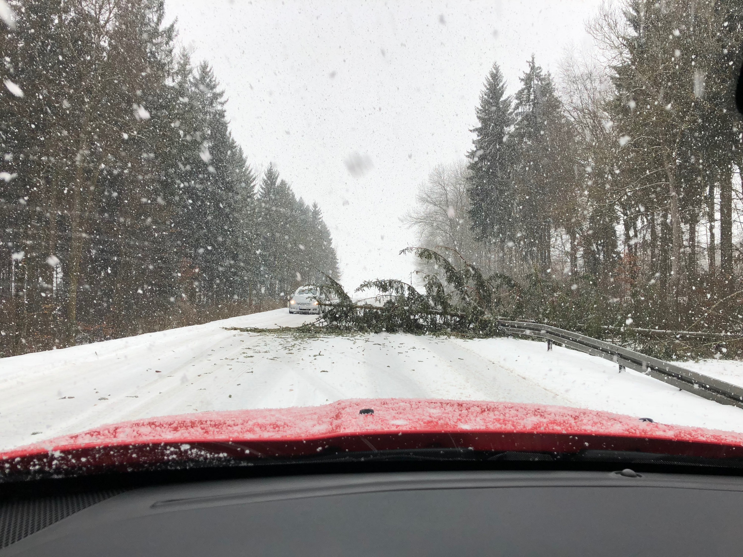Bisschen Holz gefällig ?
