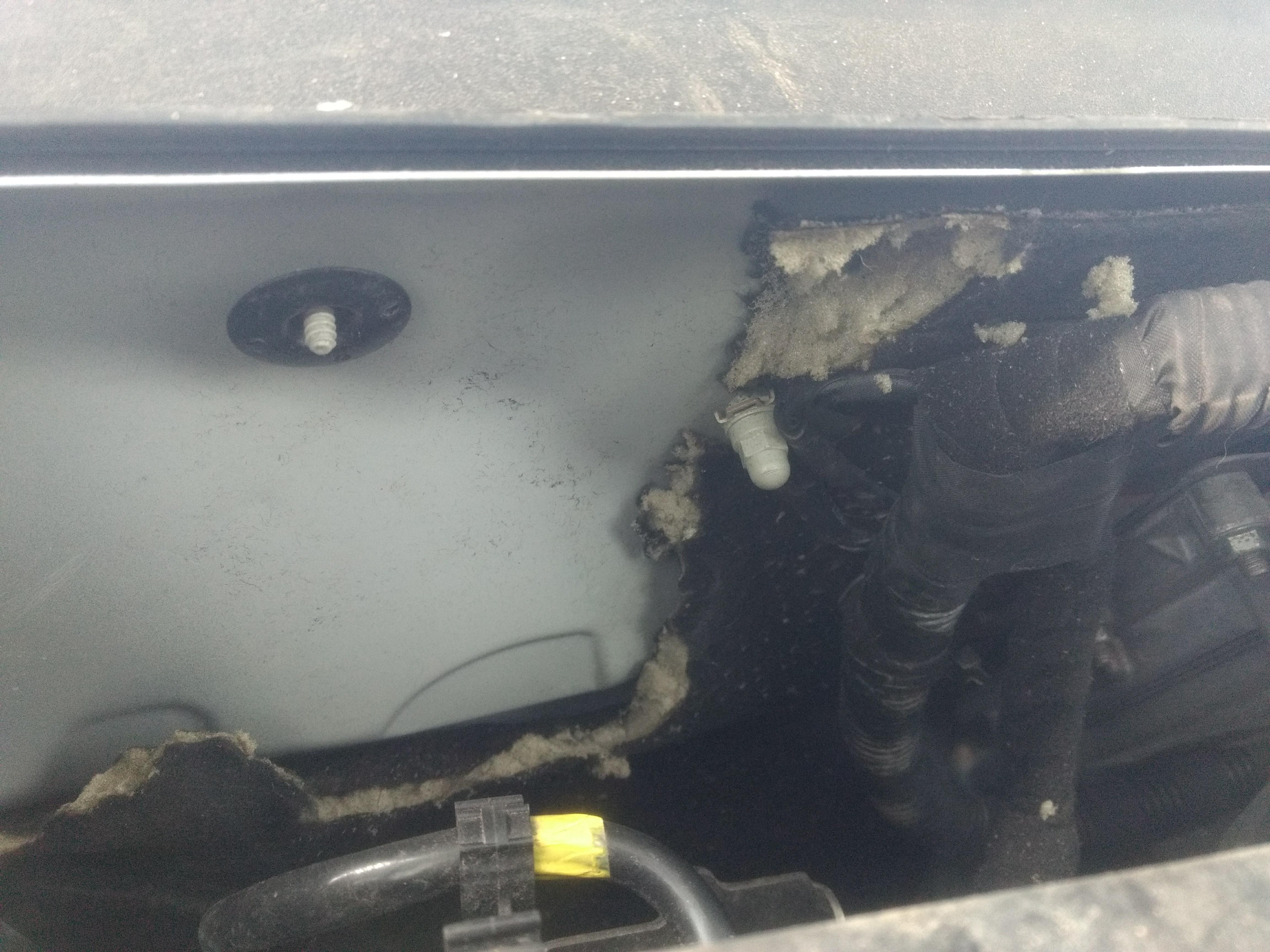 Renegade vom Marder zerfleischt