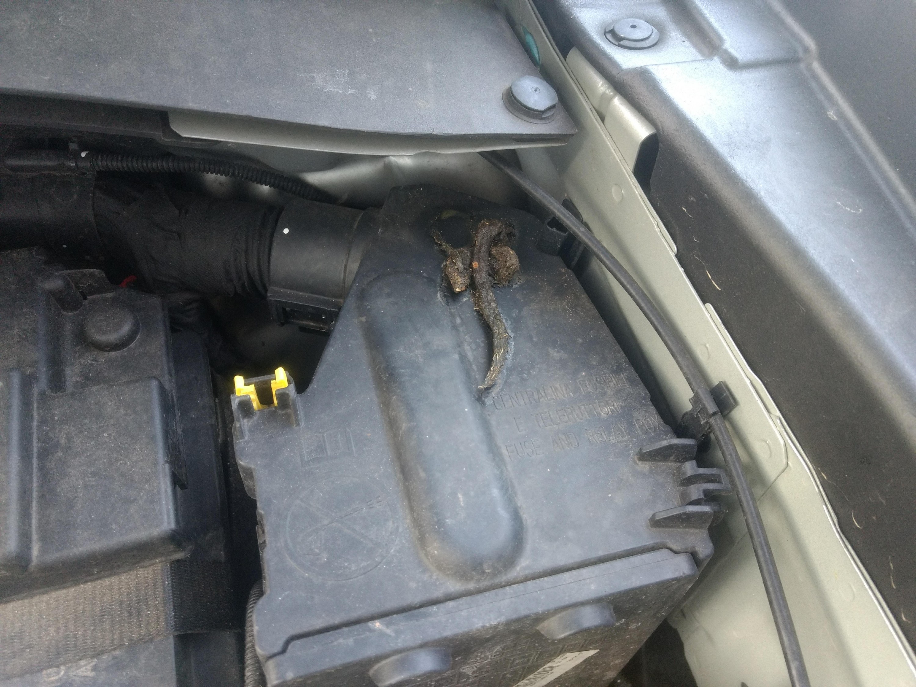 Renegade vom Marder zerfleischt