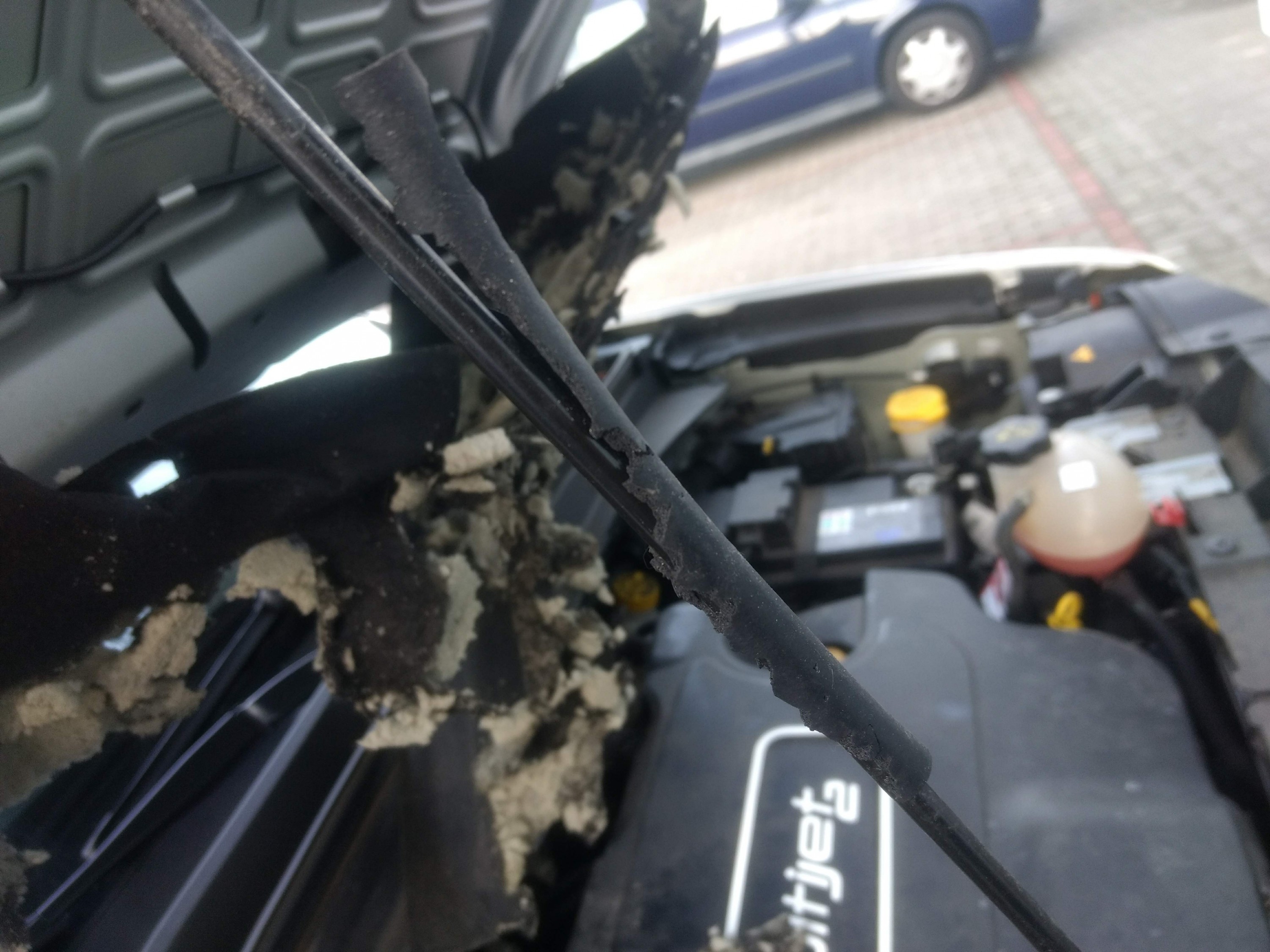 Renegade vom Marder zerfleischt