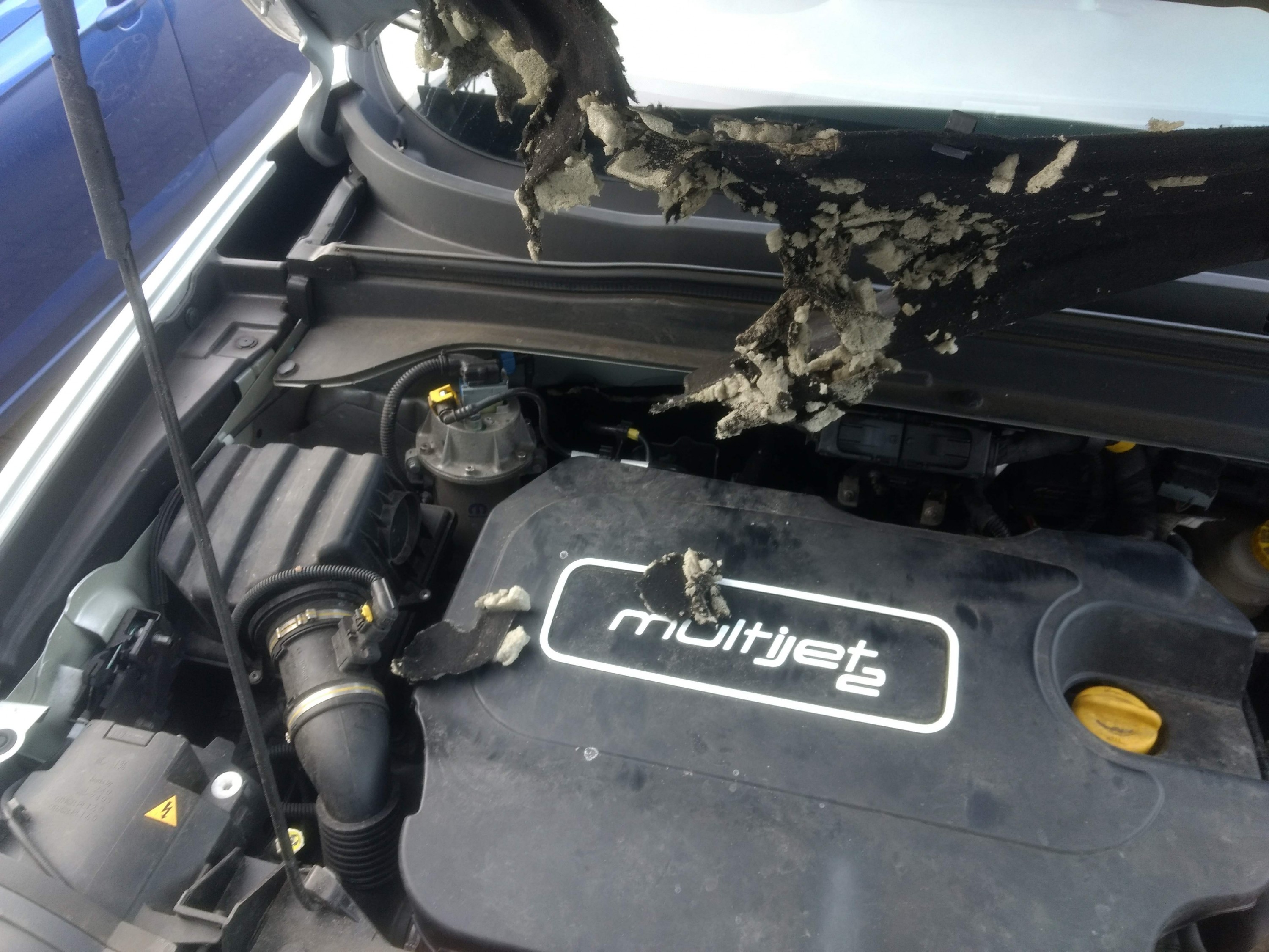 Renegade vom Marder zerfleischt