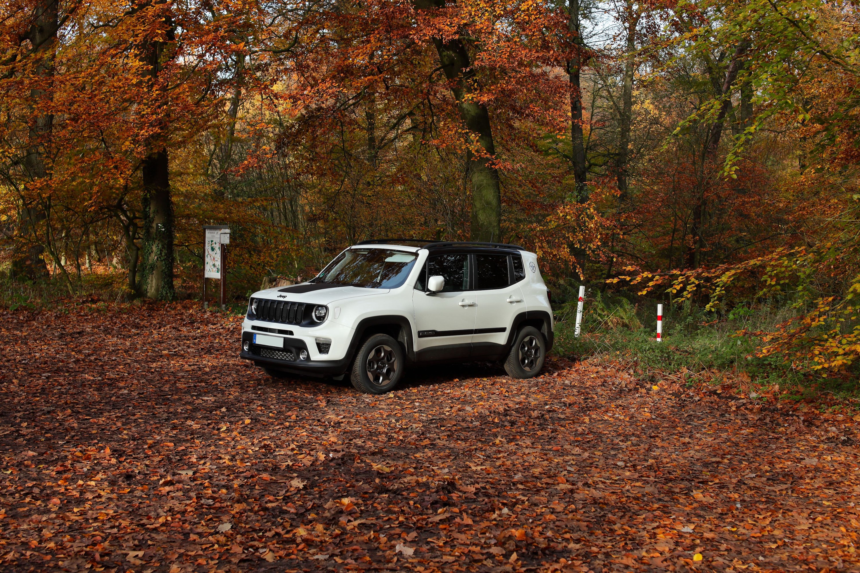 Schwarz weiß im Wald.