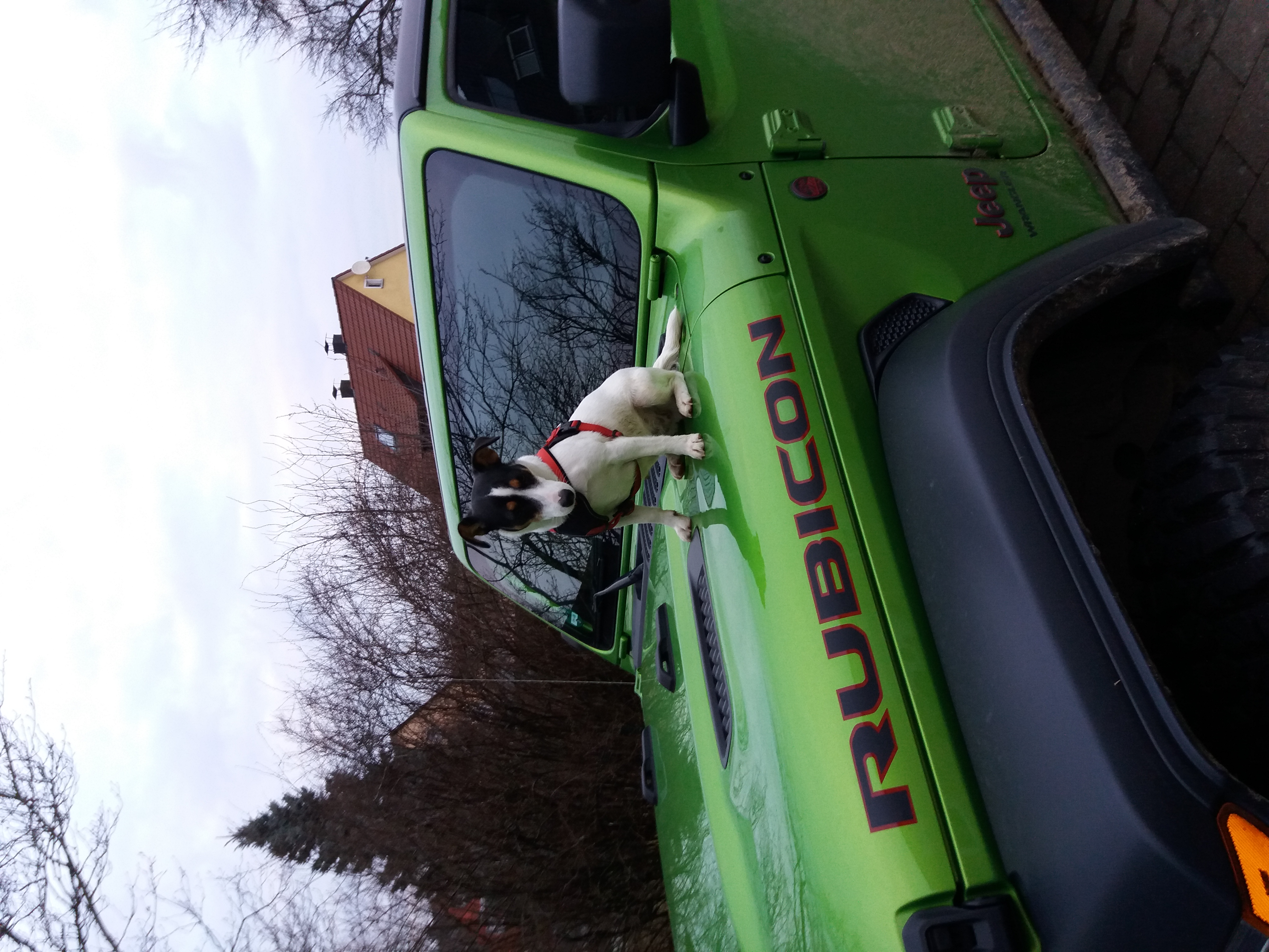 Auf den Hund gekommen - oder auf den JL