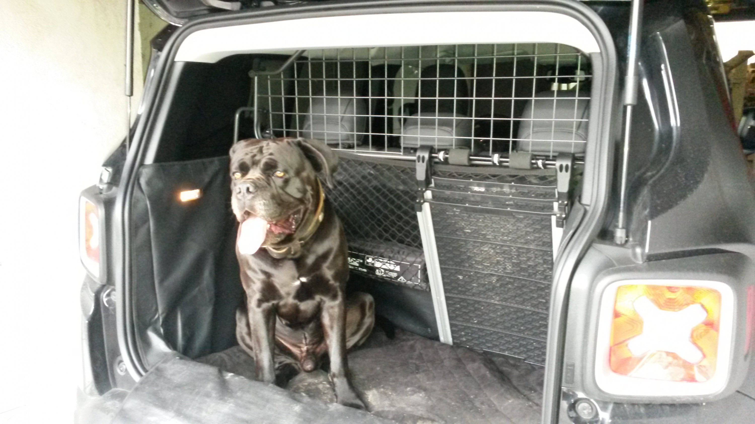 Renegade Kofferraum groß genug für großen Hund