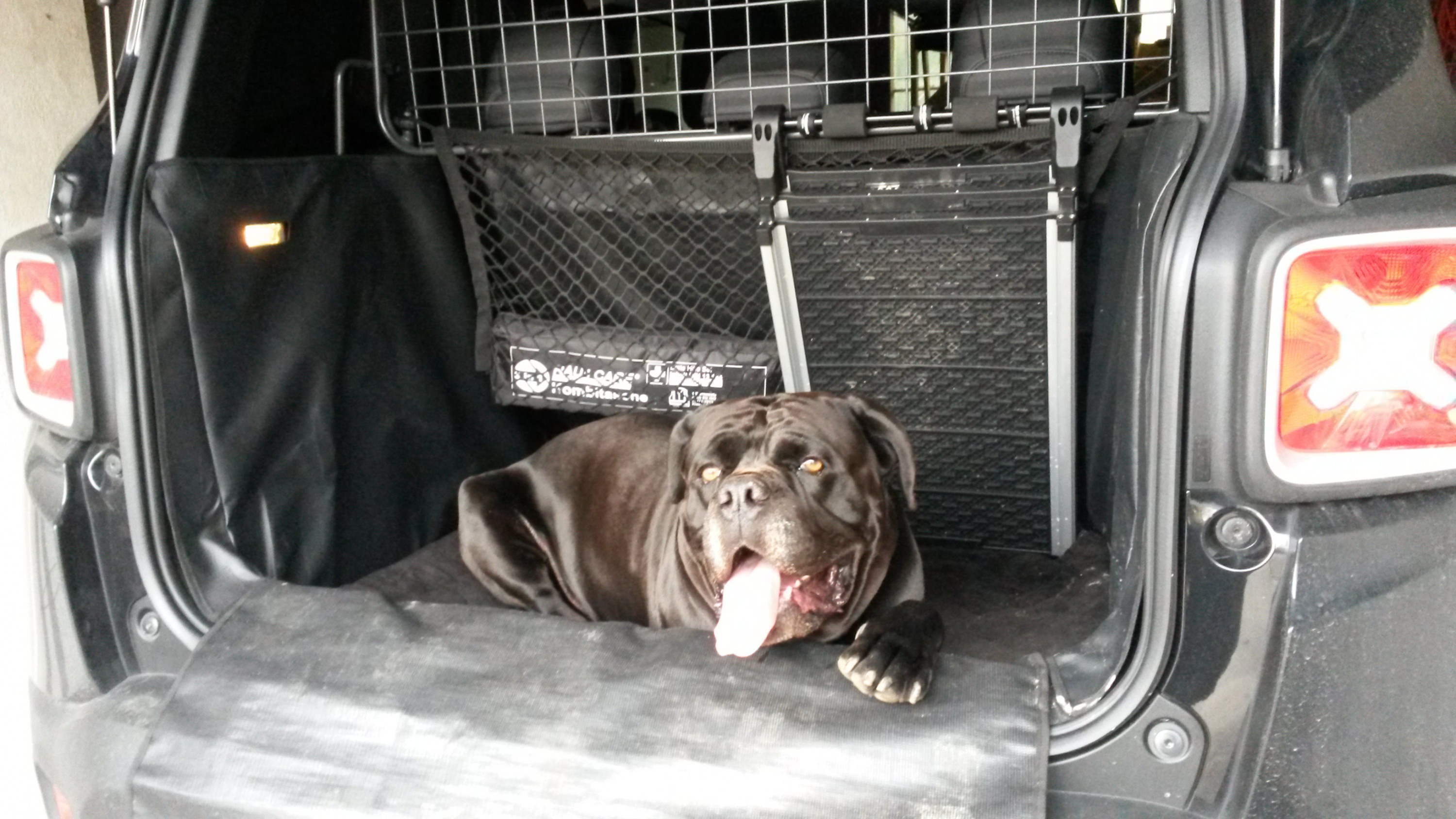 Renegade Kofferraum groß genug für großen Hund