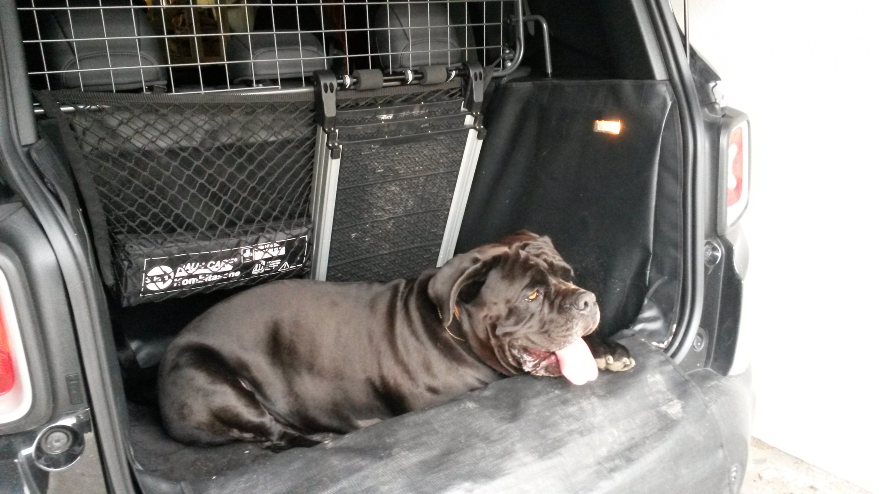 Renegade Kofferraum groß genug für großen Hund