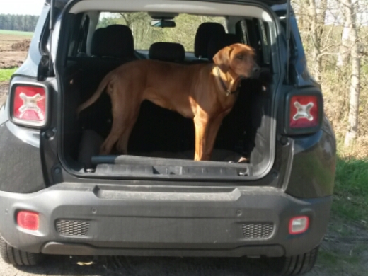 Perfekte Kofferraummaße