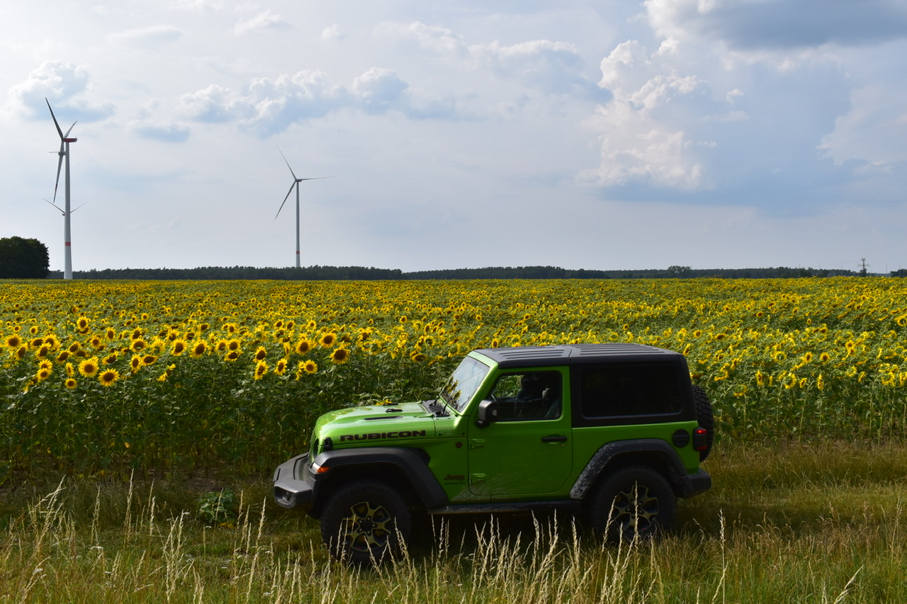 Sonnenblumen mit Grün