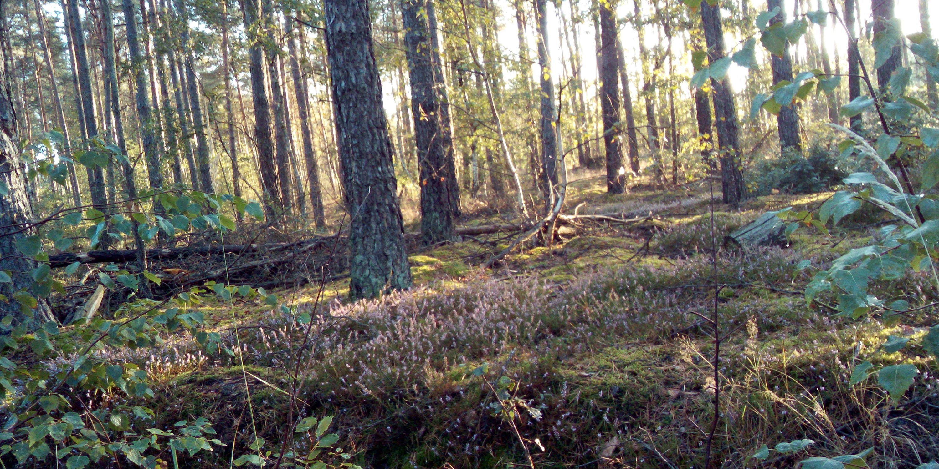 Morgenrunde in der Heide