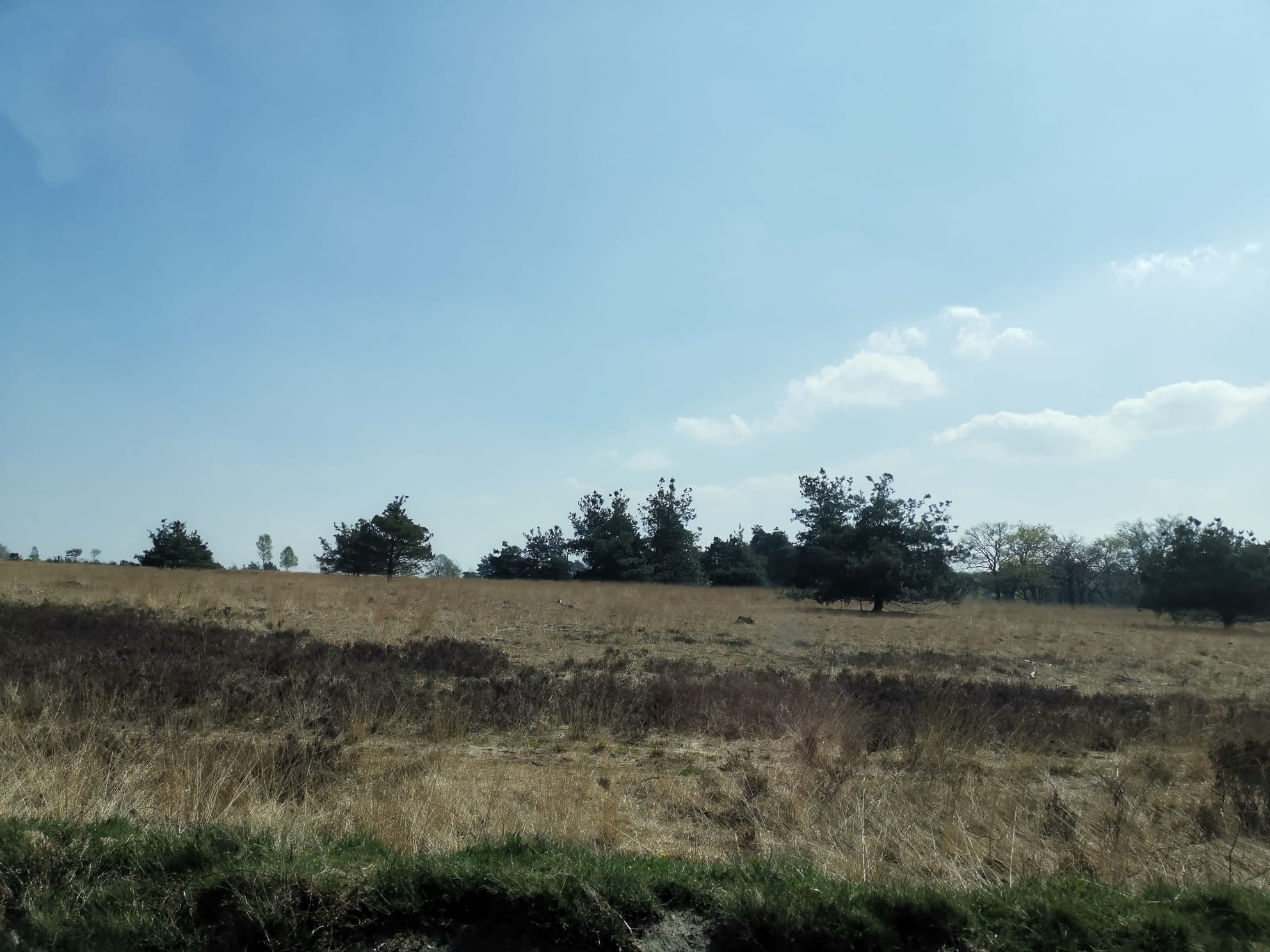 Heidefeld und Hügel in Holland