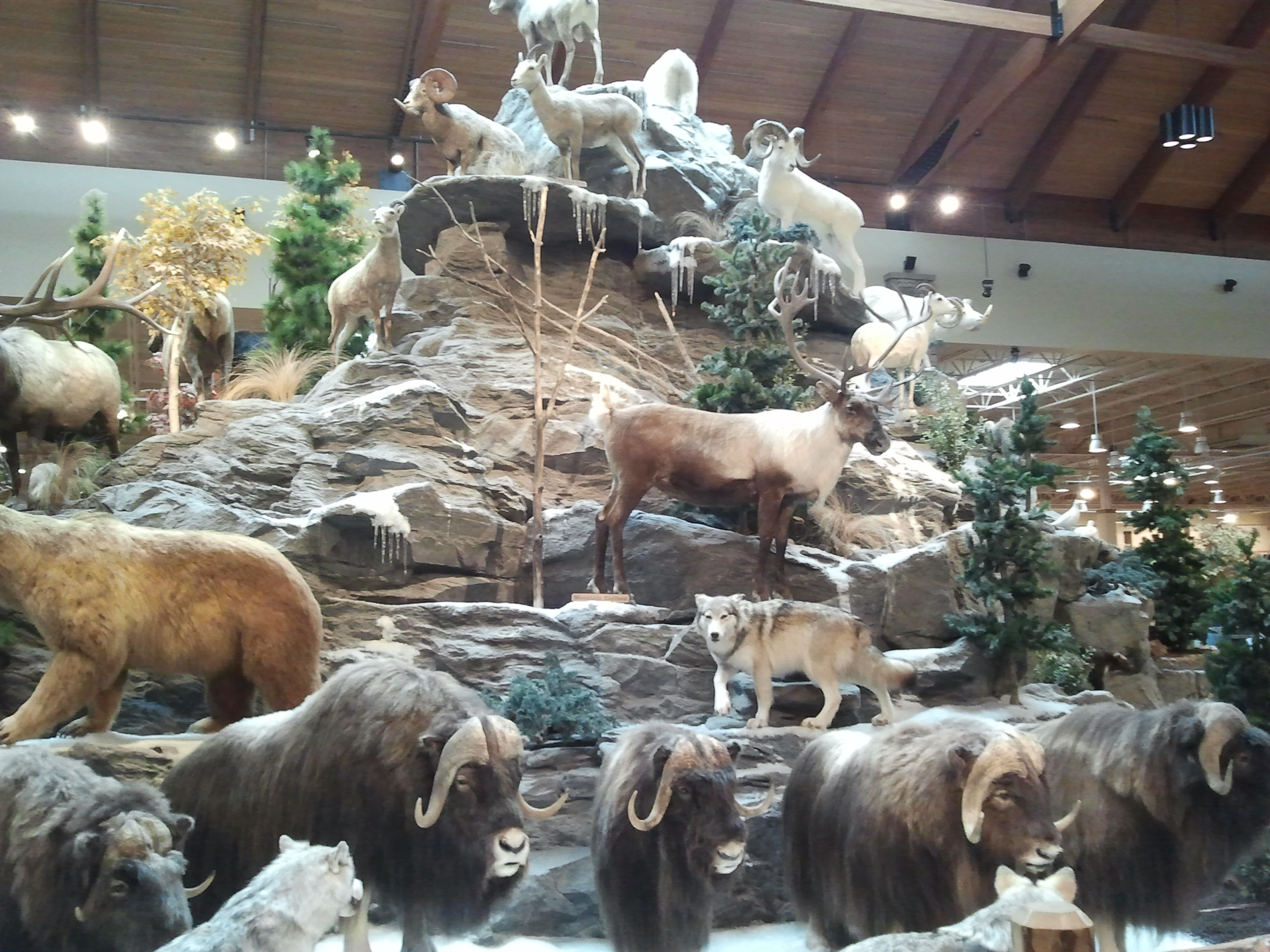 Cabela's