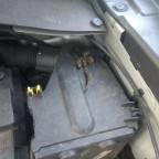 Renegade vom Marder zerfleischt