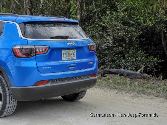 See You Later Alligator