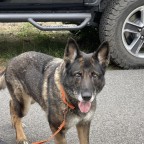 Ist sie nicht schön? Und der Wagen im Hintergrund erst . . .