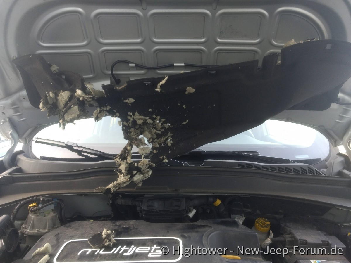 Renegade vom Marder zerfleischt