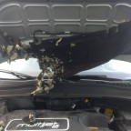 Renegade vom Marder zerfleischt