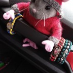 Freddy im Football Fieber