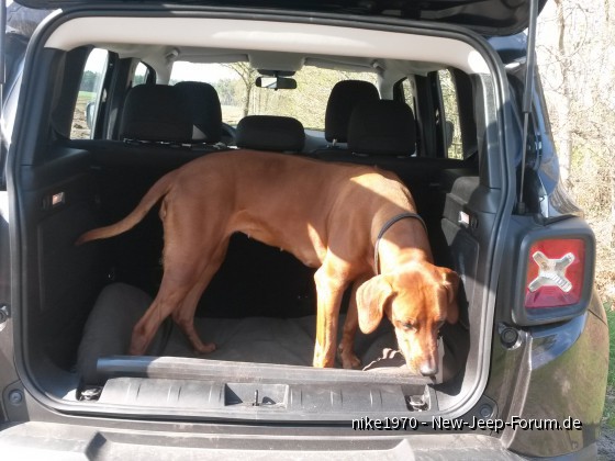 Der Hund endlich freiwillig im Auto!