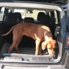 Der Hund endlich freiwillig im Auto!