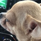 Chihuahua Navigator