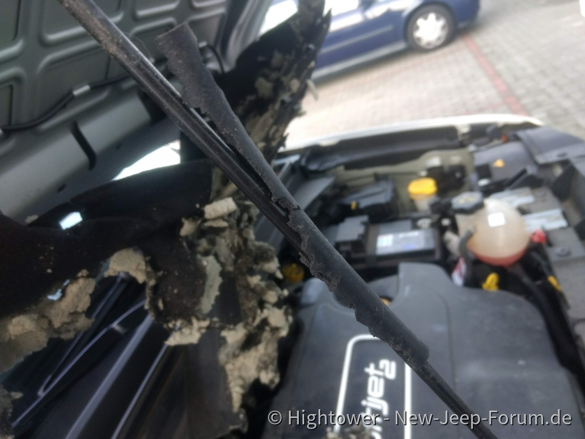 Renegade vom Marder zerfleischt