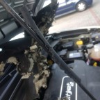 Renegade vom Marder zerfleischt